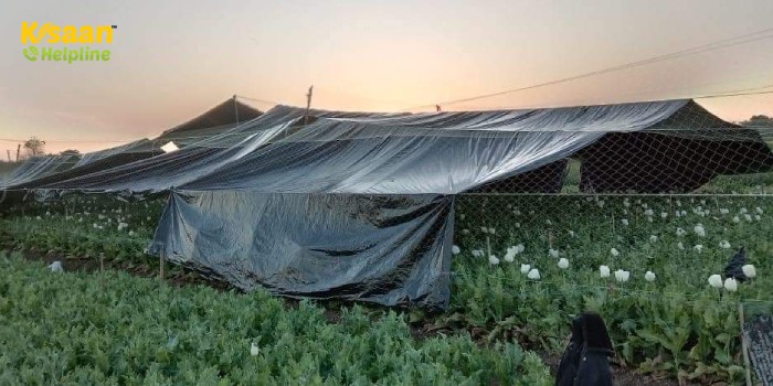 किसान अपनी कीमती फसल को पाले से बचाने के लिए कर रहे हैं जी-तोड़ मेहनत